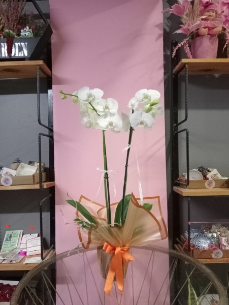 Çift dal orkide beyaz