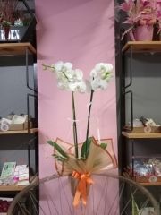 Çift dal orkide beyaz